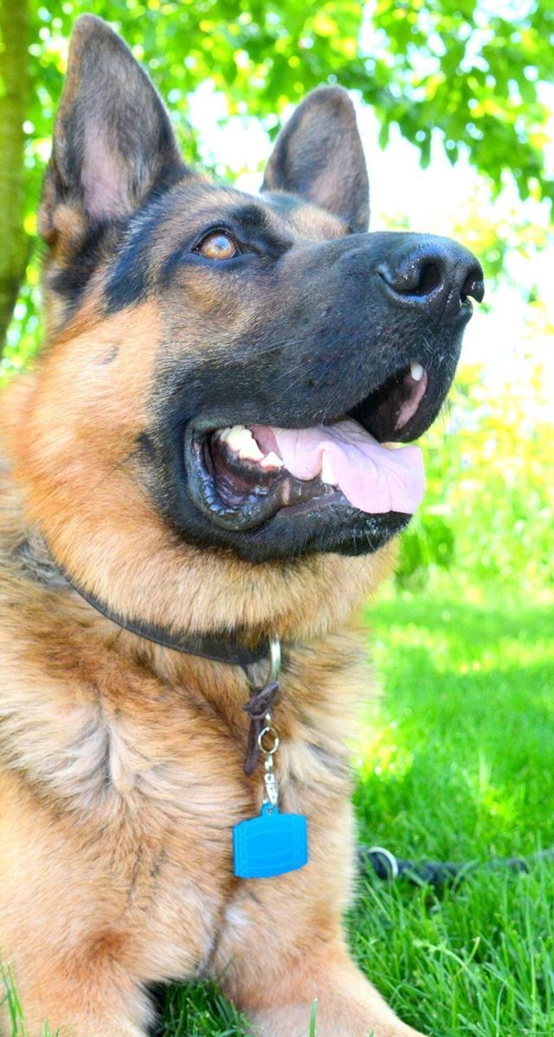 Blaszka dla pupila niebieska metryczka 4,8 cm z miejscem na grawer.Beczka blue XL  Blaszka w formie adresówki, identyfikatora dla psa. Blaszka z miejscem na grawer. Na adresówce możemy wygrawerować np. imię psa i nr telefonu d.jpg